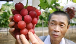 Nho 4,5 triệu đồng/quả hút khách